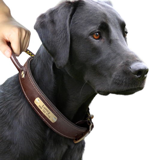 Swiss Leather Dog Collar with Nameplate